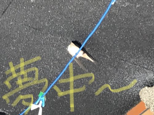 55831C64-6F9B-4CF1-A4BD-FF3B97845F29