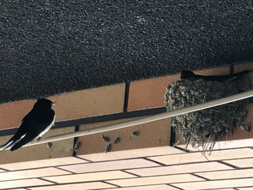 FFA199AB-42AA-451F-87A9-A869EC3DE6D2